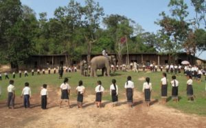 Actividades con el elefante
